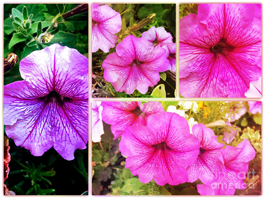 Pretty Pink Petunias Collage Photograph by Femina Photo Art By Maggie