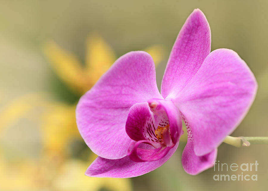 Pretty Pink Phalenopsis Orchid Photograph by Sabrina L Ryan