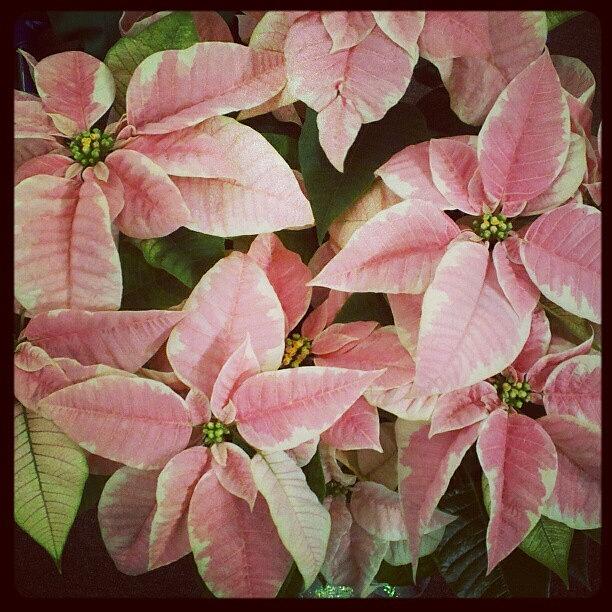 Pretty Pink Poinsettias Photograph by Beth Macre