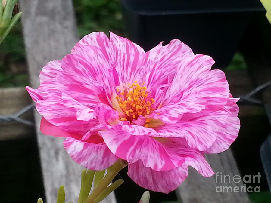 Pretty Pink Portulaca Photograph by Donna Brown
