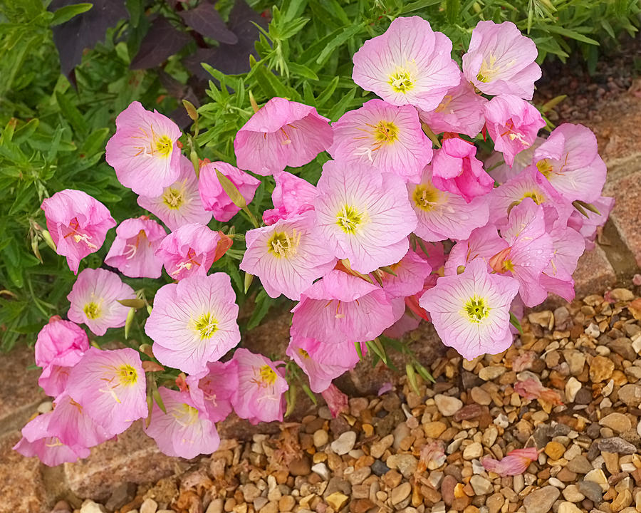 Nature Photograph - Pretty Pink Rock Roses in the Rain by Gill Billington
