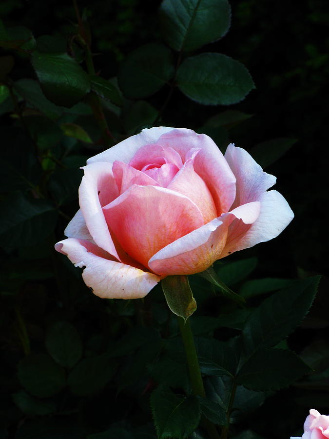 Rose Photograph - Pretty Pink Rose by April K Rabino