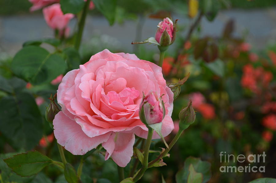 Pretty Pink Rose Bush Photograph by DejaVu Designs