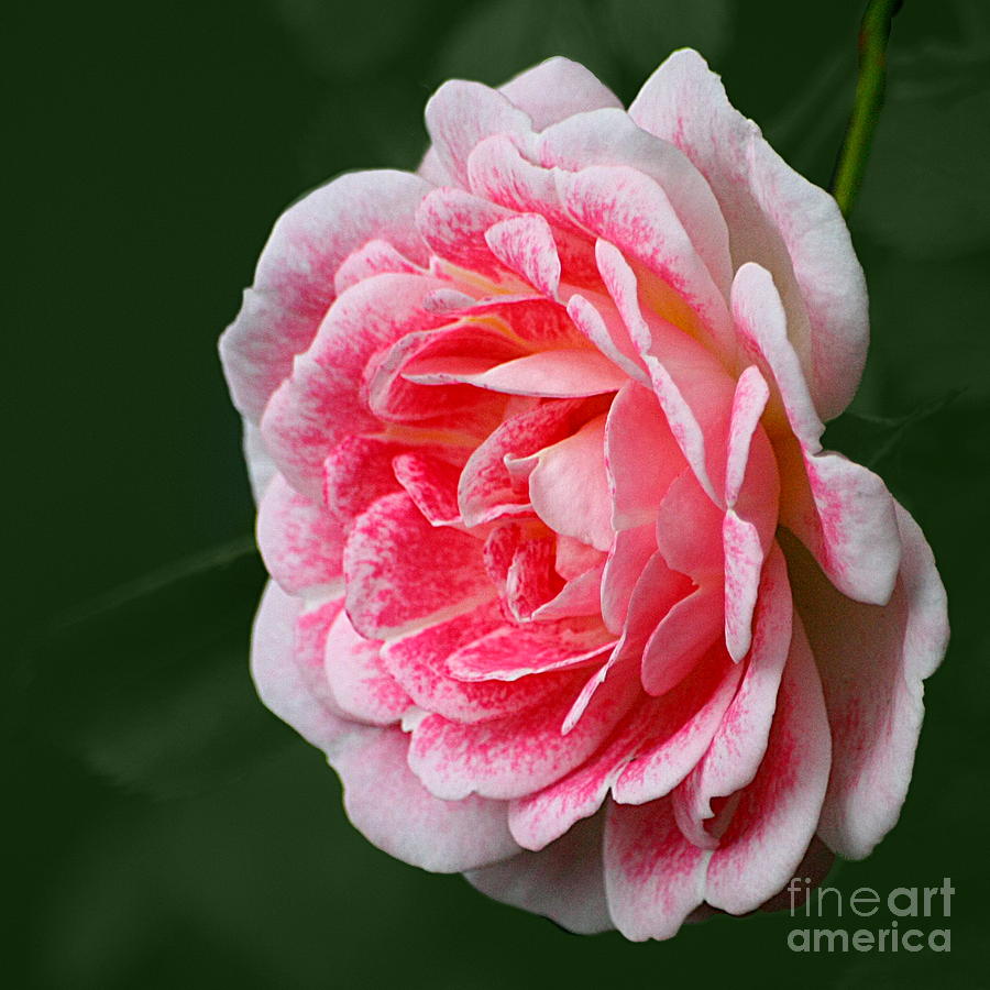 Pretty Pink Rose Photograph by Jeremy Hayden