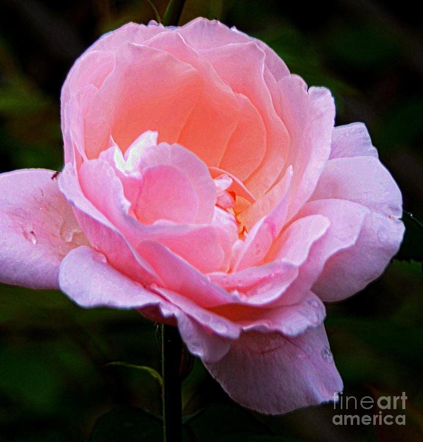 Rose Photograph - Pretty Pink Rose by Kathleen Struckle