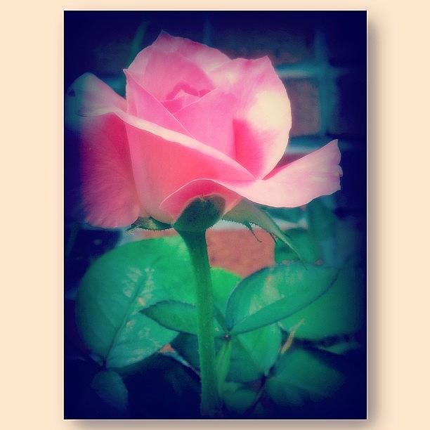 Pretty Pink Rose Photograph by Sarah Steele
