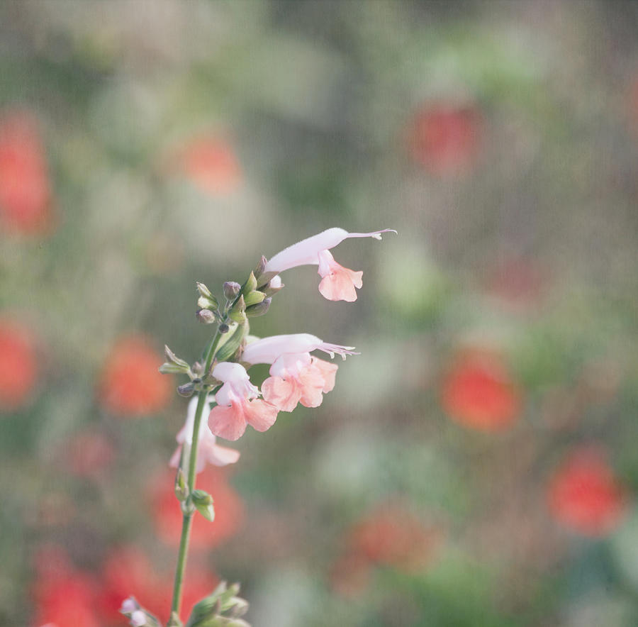 Pretty Pink Salvia Photograph by Kim Hojnacki