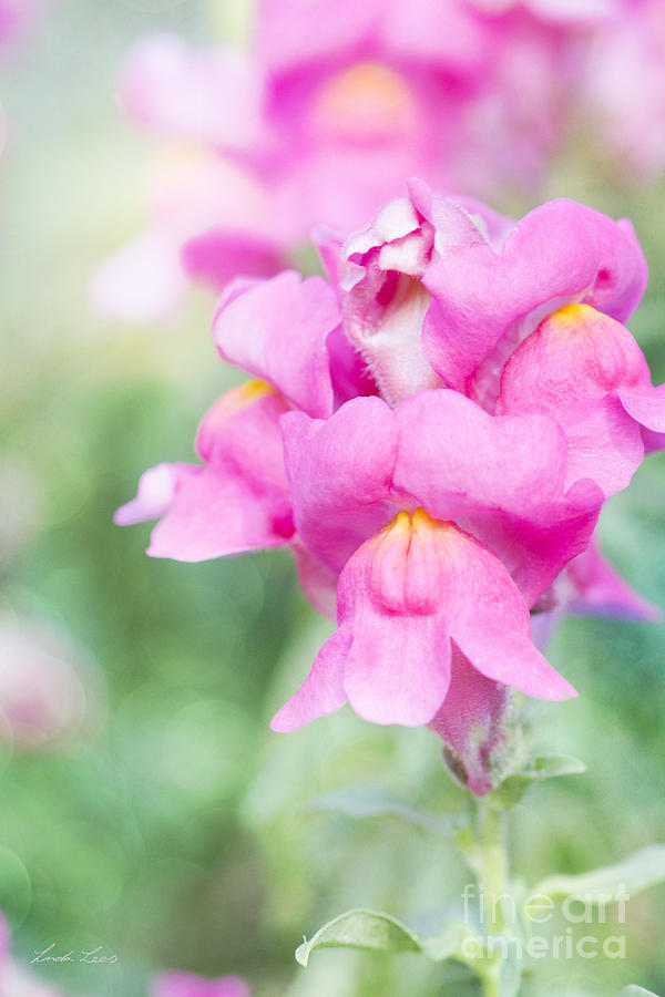 Flower Photograph - Pretty Pink Snapdragons by Linda Lees