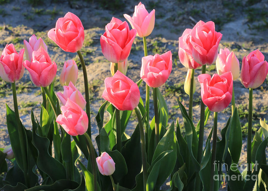Pretty Pink Tulips Photograph by Carol Groenen