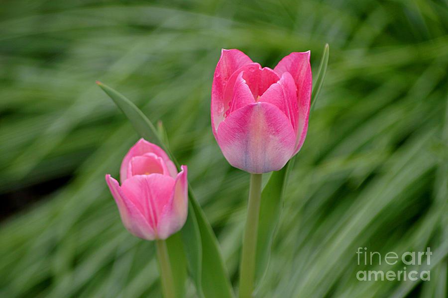 Tulip Photograph - Pretty Pink Tulips by Living Color Photography Lorraine Lynch