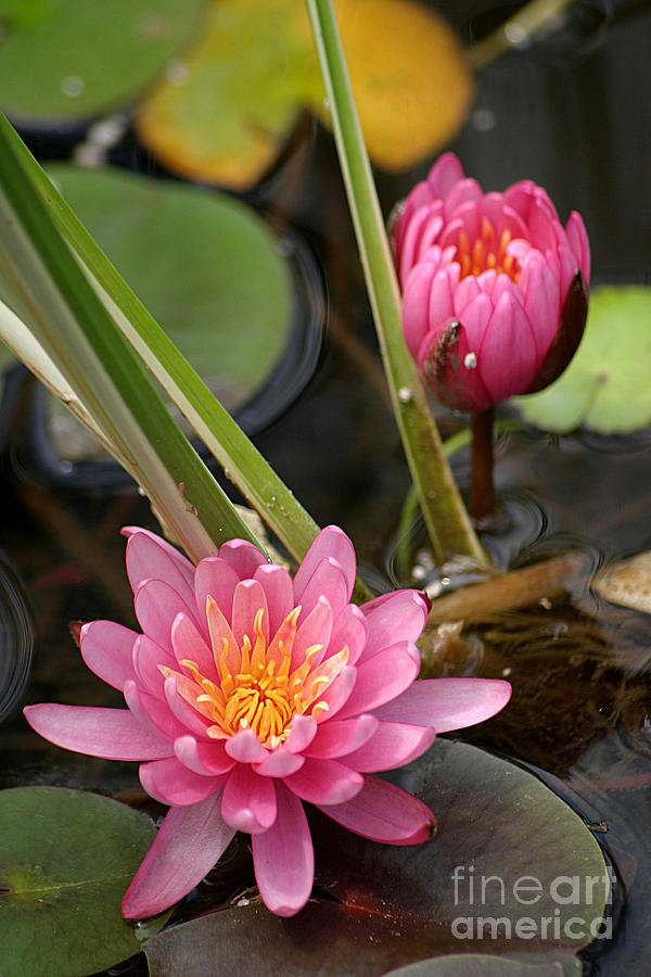Pretty Pink Water Lilies Photograph by Living Color Photography Lorraine Lynch