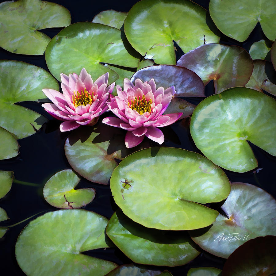 Lily Photograph - Pretty Pink Water Lilies - photography by Ann Powell