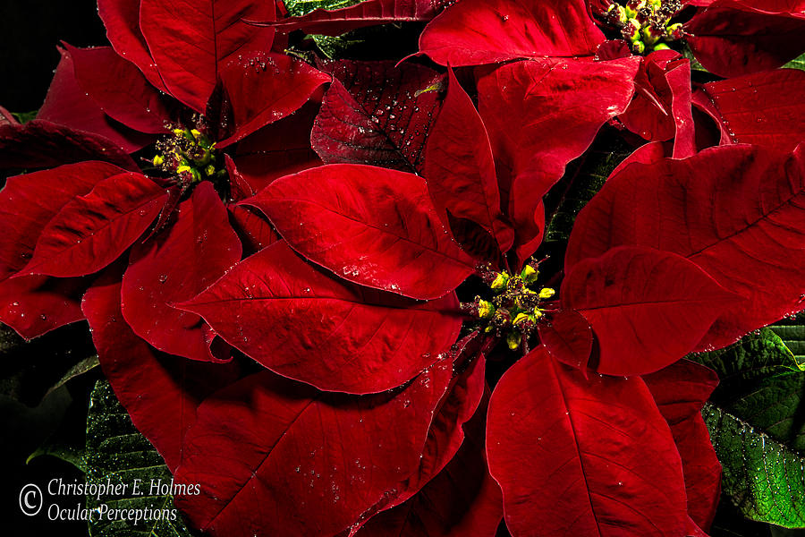 Pretty Poinsettias  Photograph by Christopher Holmes