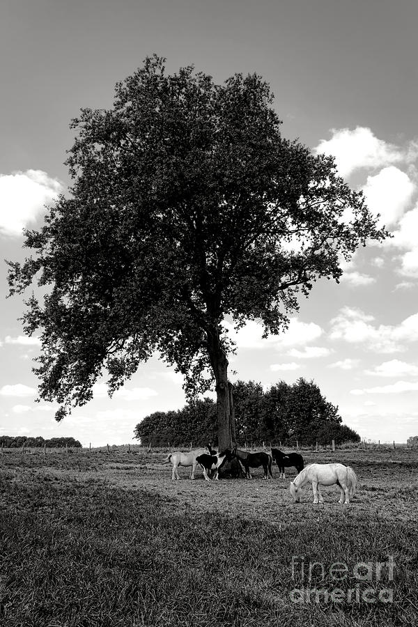 Pretty Ponies under a Tree Photograph by Olivier Le Queinec