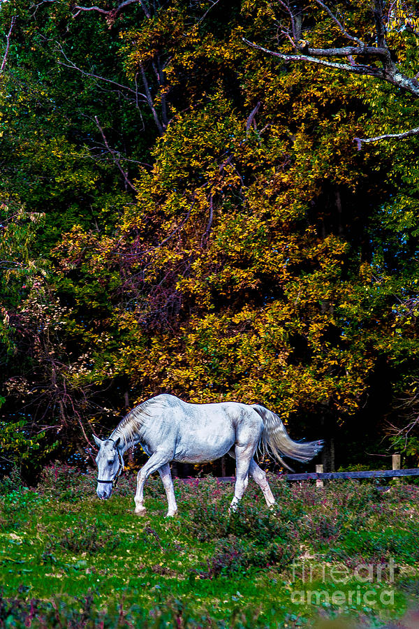 Fall Photograph - Pretty Pony by Carlee Ojeda