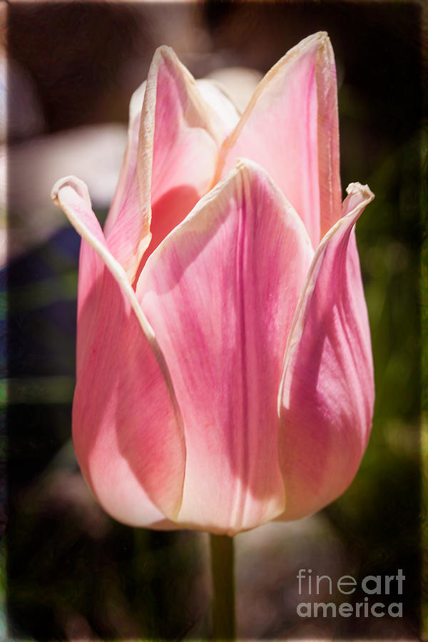 Pretty Pouting Pink Tulip Abstract Garden Art by Omaste Witkowsk Photograph by Omaste Witkowski