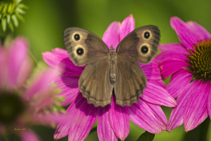Butterfly on Pink Flowers Photograph by Christina Rollo