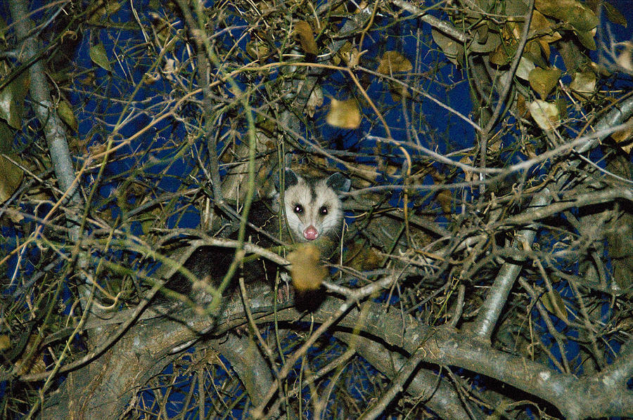 Pretty Pretty Possum III Photograph by Vernis Maxwell