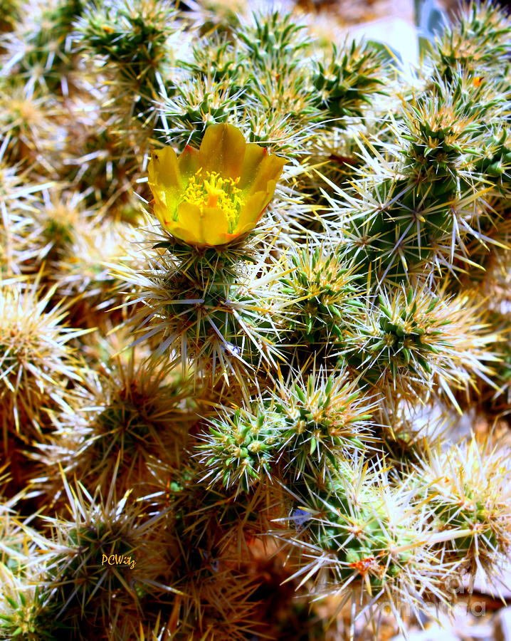 Pretty Prickly Photograph by Patrick Witz