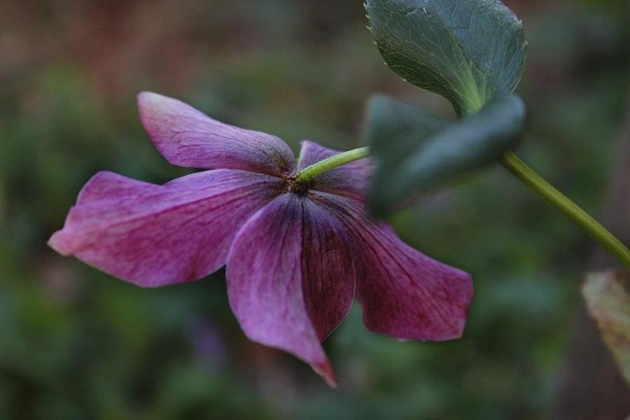 Nature Photograph - Pretty purple flower by Brittney Crowe