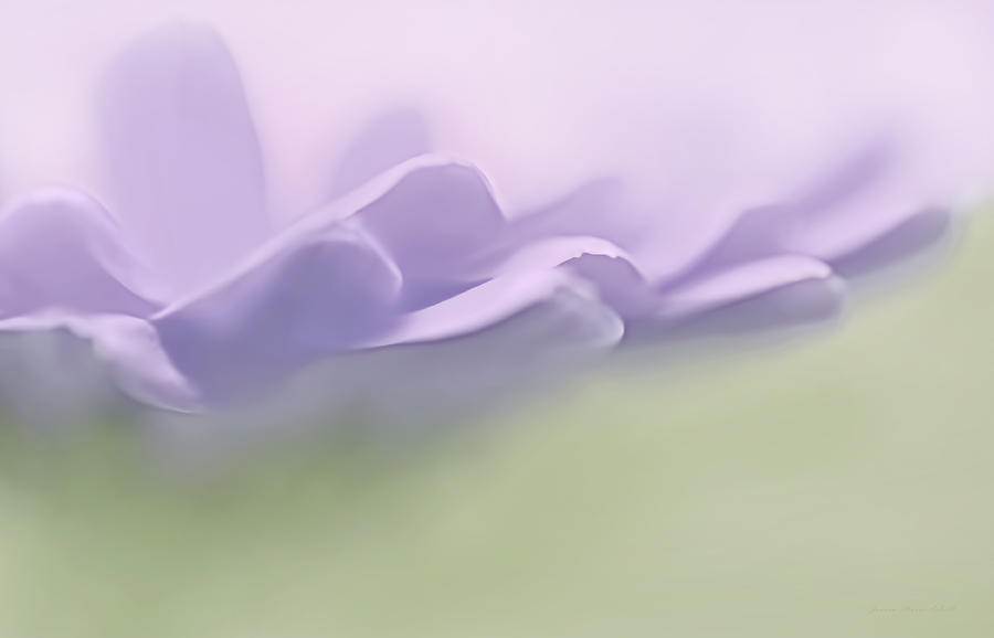 Abstract Photograph - Pretty Purple Flower Petals Abstract by Jennie Marie Schell