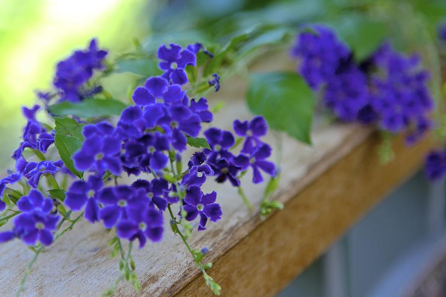 pretty-purple-flowers-photograph-by-sophal-benefield-fine-art-america