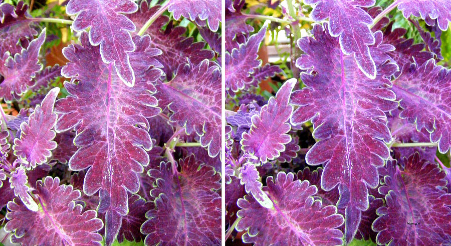 Pretty Purple Leaves in Stereo Photograph by Duane McCullough