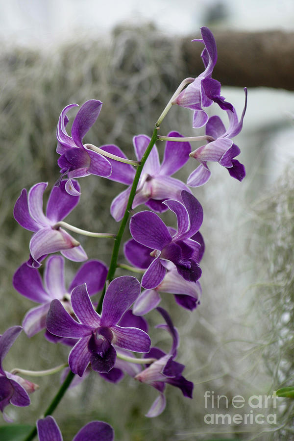 Orchids Photograph - Pretty Purple Orchids by Living Color Photography Lorraine Lynch