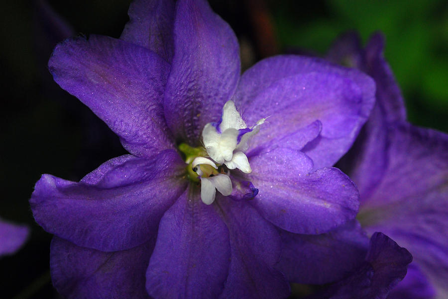 Pretty Purple Petals Photograph by Lori Tambakis