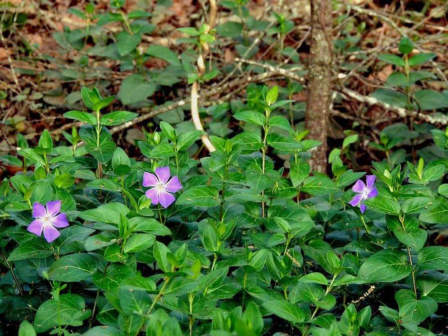 Pretty Purple Pinwheels Photograph