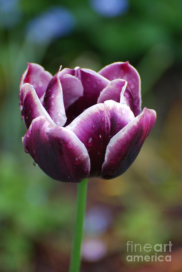 Pretty Purple Tulip Trimmed in White Photograph by DejaVu Designs