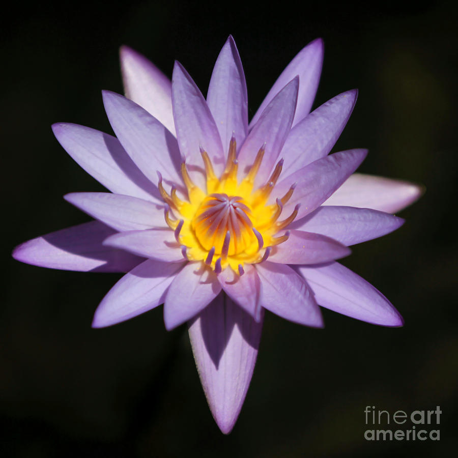 Pretty Purple Water Lily Squared Photograph by Sabrina L Ryan