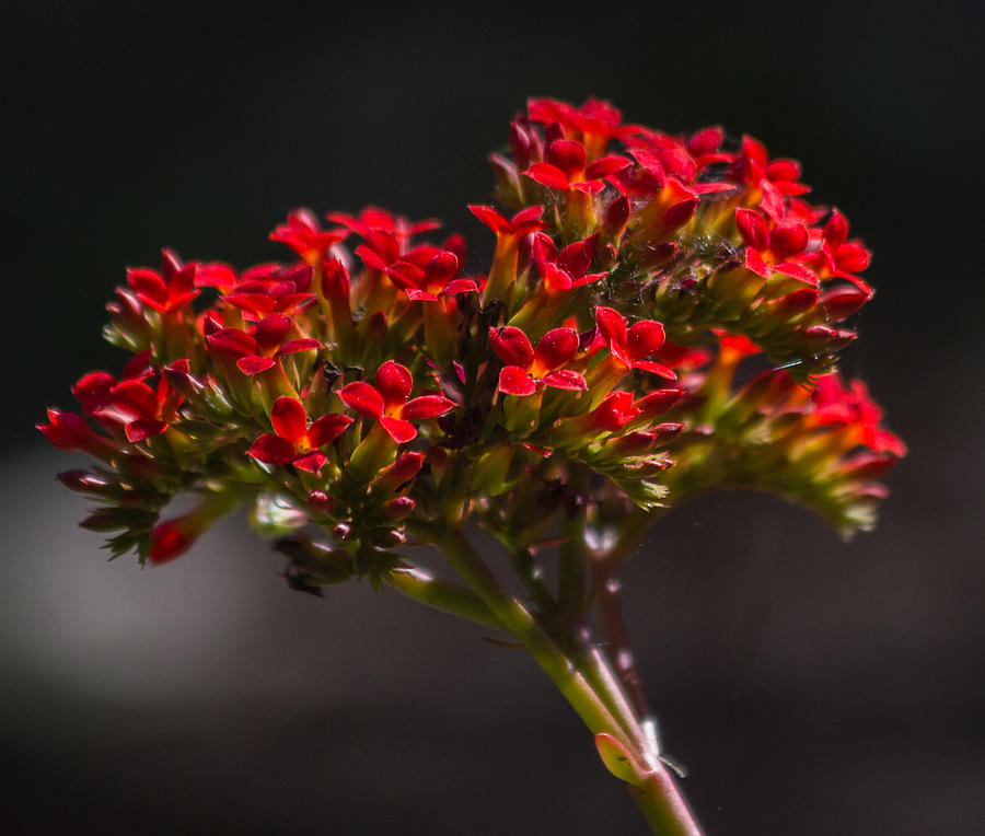 Pretty red flowers Photograph by Jane Luxton
