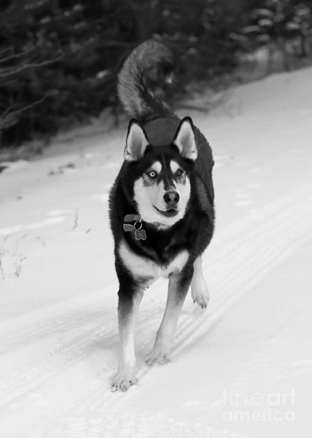 Dog Photograph - Pretty Snow Dog by Carol Groenen