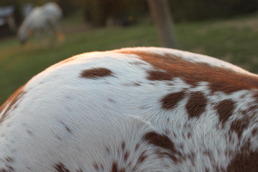 Pretty spotted butt Photograph by Robyn Lay - Fine Art America