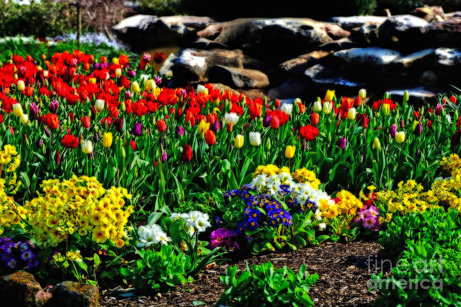 Spring Photograph - Pretty Spring Garden by Kaye Menner