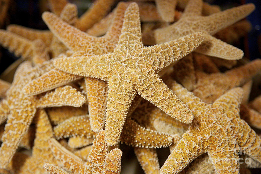 Pretty Starfish Photograph by Carol Groenen