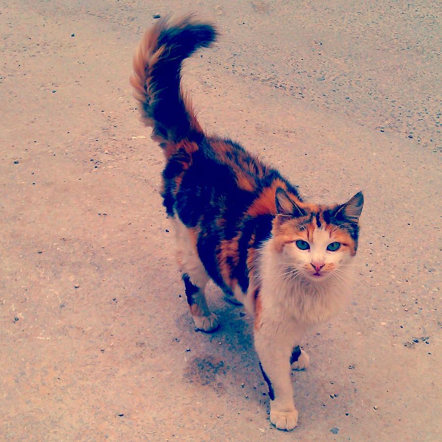 Animal Photograph - Pretty Street Cat by Fethi Canbaz