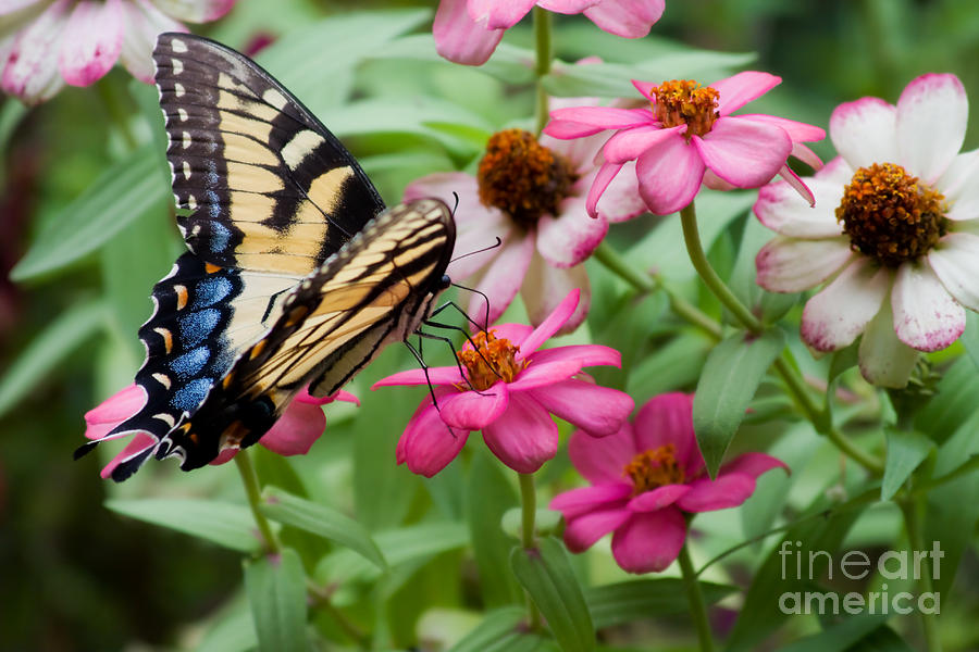 Pretty Swallowtail Butterfly Photograph