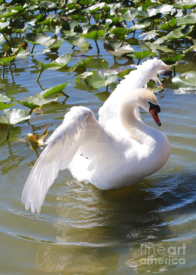 Pretty Swan Photograph by Carol Groenen