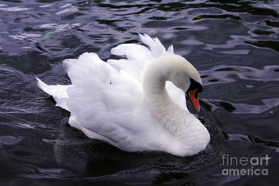 Pretty Swan Photograph by Jeremy Hayden