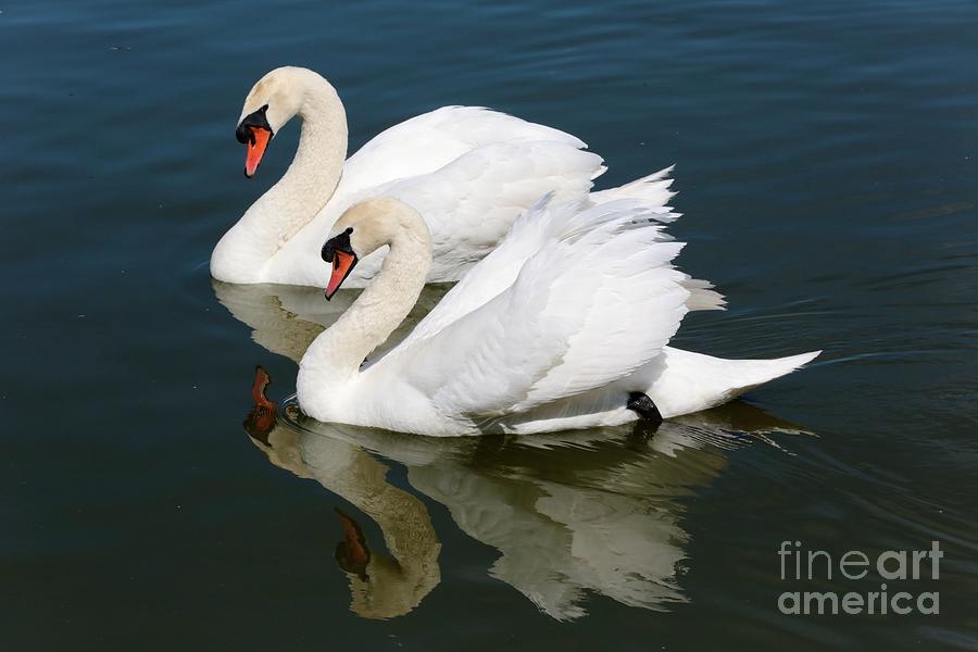Swan Photograph - Pretty Swan Pair by Carol Groenen