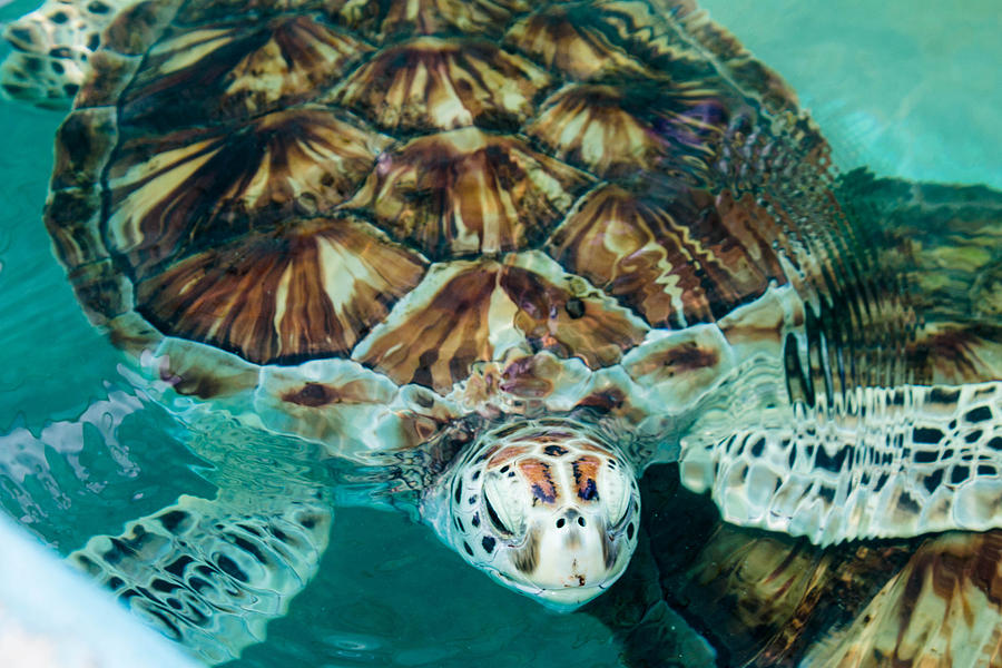 Pretty Turtle Photograph by Holly O'Briant