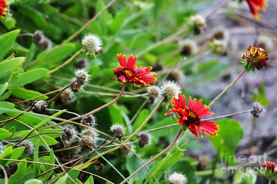 Pretty Weeds Photograph