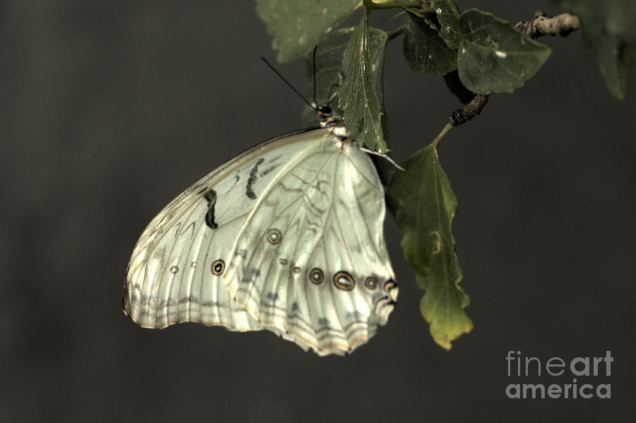 Pretty White Butterfly Photograph by Jeremy Hayden
