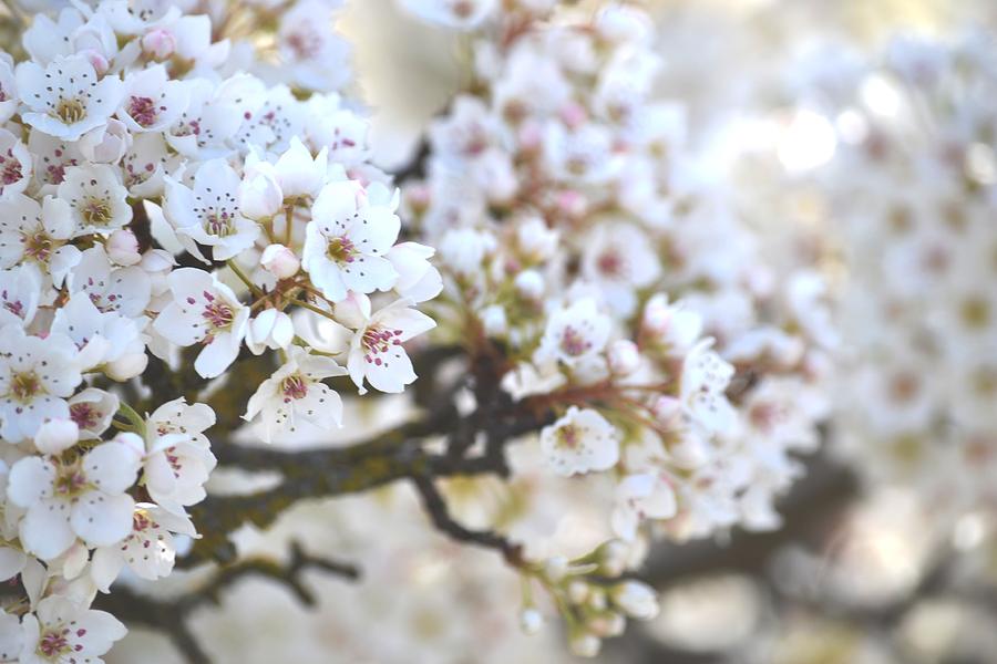 pretty-white-flowering-tree-in-spring-photograph-by-p-s