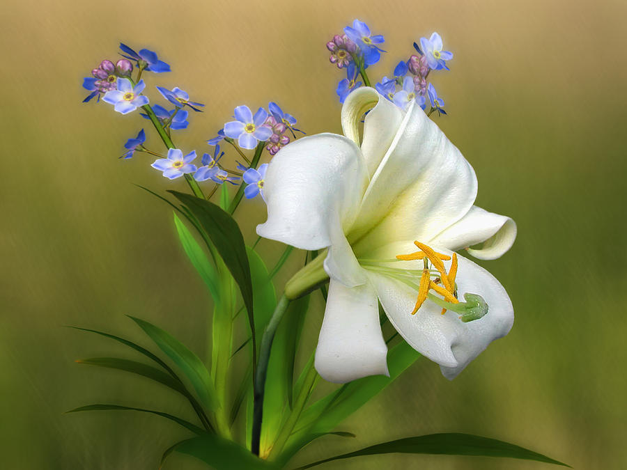 Pretty White Lily Digital Art by Nina Bradica