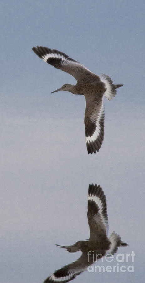 Wildlife Photograph - Pretty Willet by Ursula Lawrence