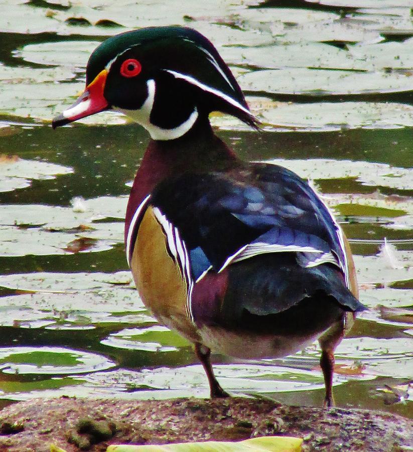 Duck Photograph - Pretty Wood Duck by Thomas  McGuire