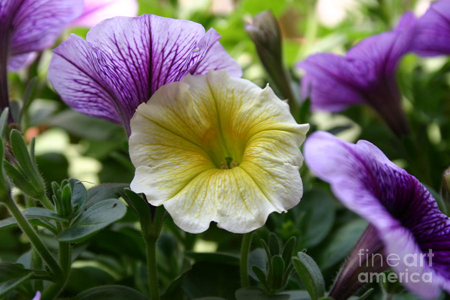 Pretty Yellow and Purple Petunias Photograph by D Wallace